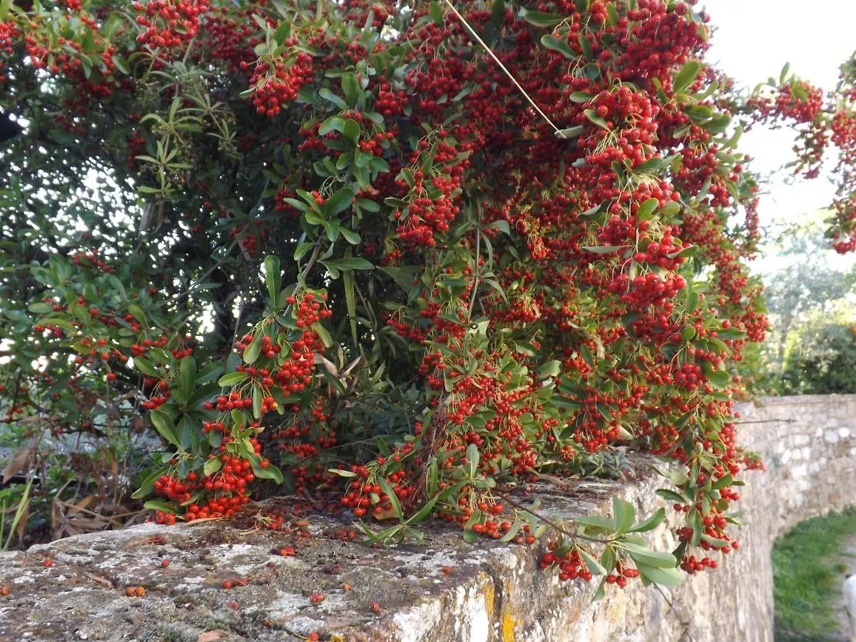 فندق بانسانوفي  Solomia